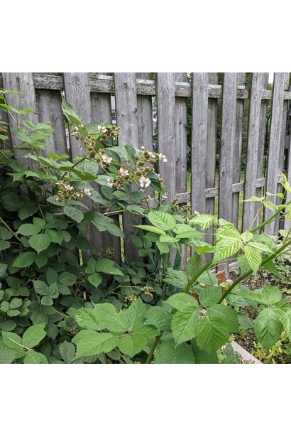 Ежевика Driscoll's Victoria